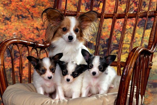 Dog with puppies in a wicker chair