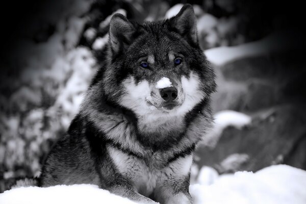 Raubtier Wolf schaut zu