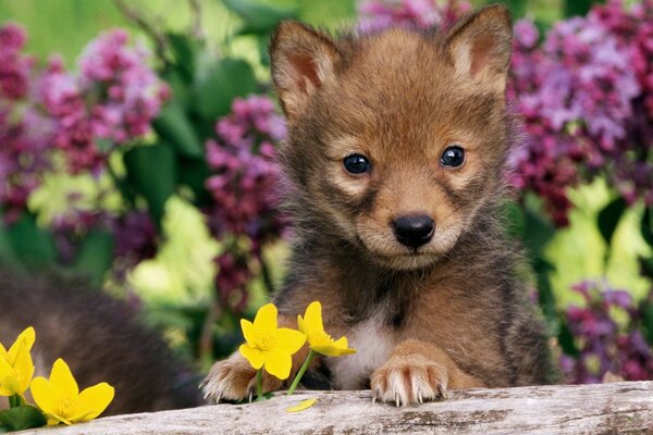 Kleiner brauner Wolf auf einem Hintergrund von Blumen