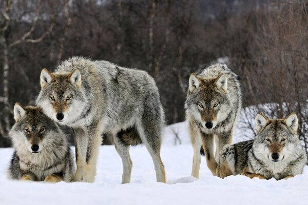 Stado wilków na śniegu z bacznym spojrzeniem