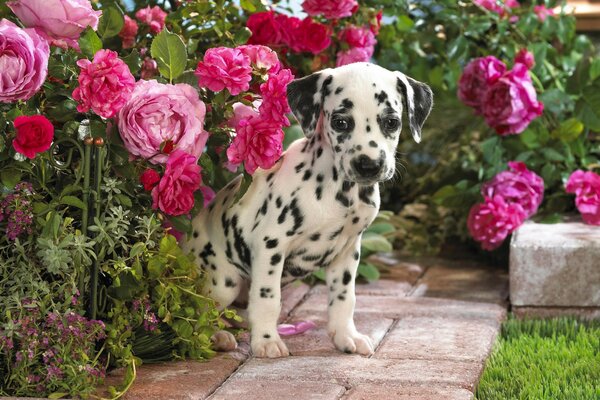 A Dalmatian in a beautiful peony garden