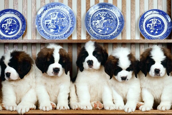 5 chiots dans une rangée sur un fond d assiettes bleues