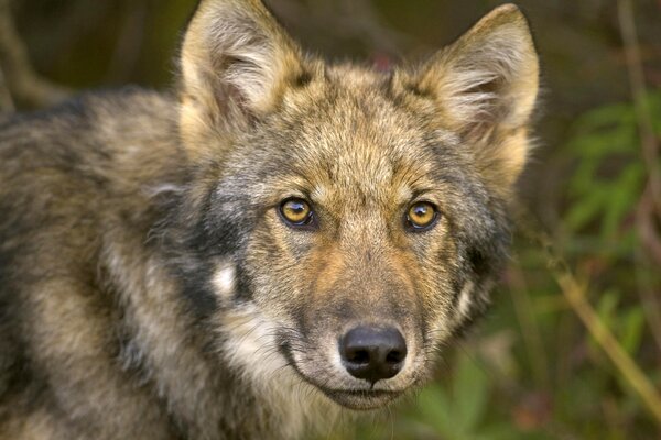 The eyes of an old wolf in the forest