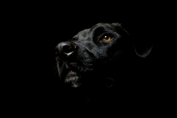 Museau d un chien noir dans l ombre