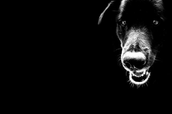 Muso di cane nero su sfondo scuro