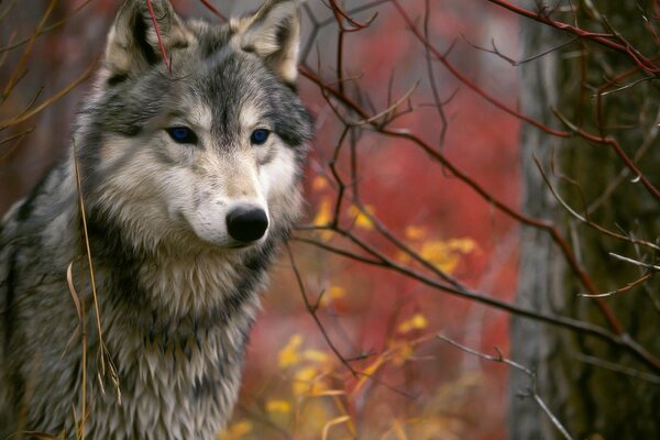 Sguardo affamato al lupo in autunno