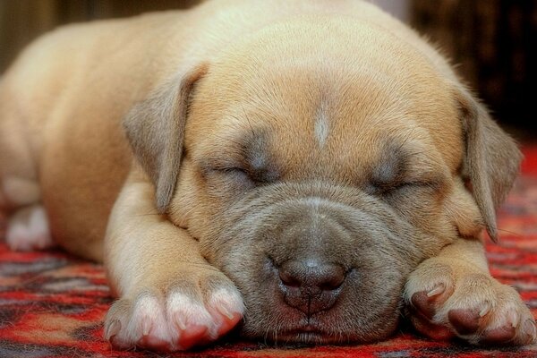 Cute sleeping puppy is lying on the carpet