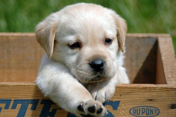 A little puppy in a box