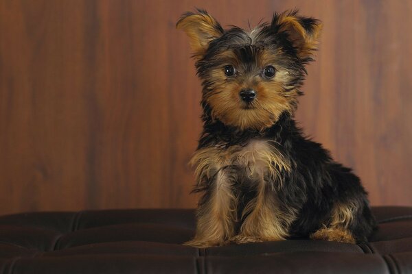 Cuánta devoción y amor hay en la mirada de un pequeño cachorro