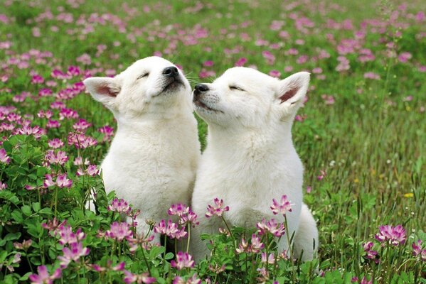 Deux chiots sur un champ de fleurs