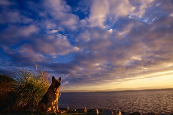 Schäferhund schaut am späten Abend auf das Meer