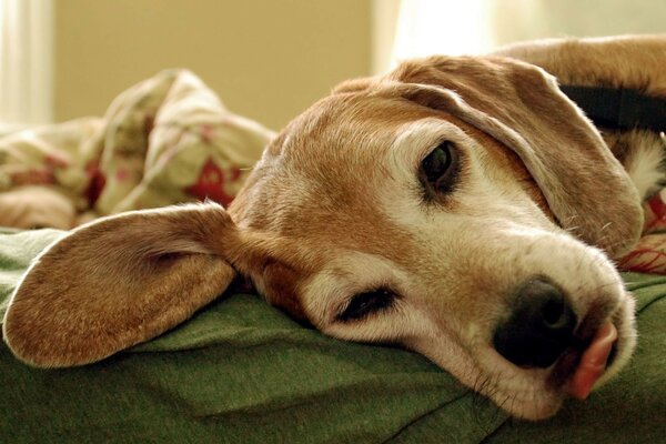 El perro se acuesta perezosamente en el Sofá