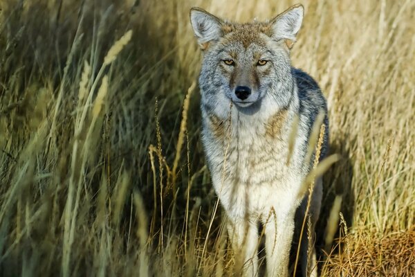 Wolf schaut in die Kamera im Grasfeld