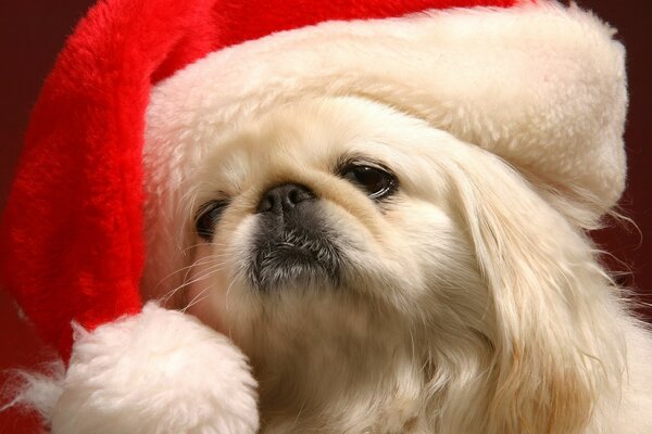 Vestito di Capodanno del cane alla moda