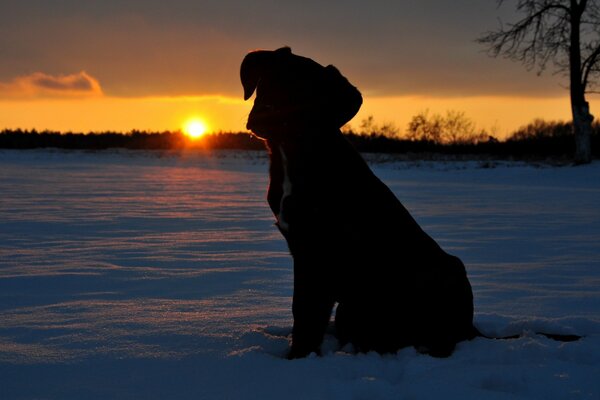 Piccolo cucciolo e tramonto invernale