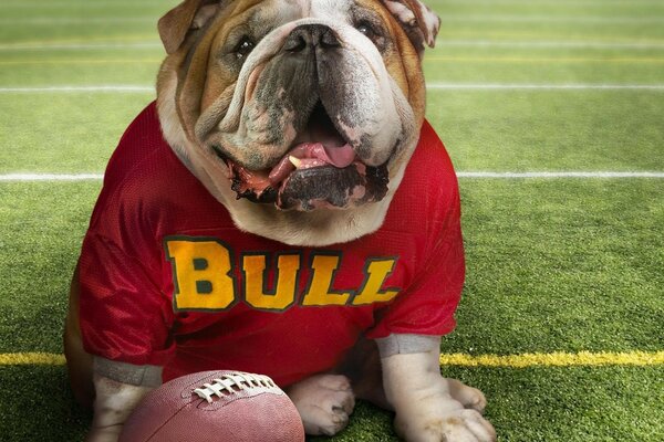 Die Bulldogge mit dem Ball spielt gerne Fußball