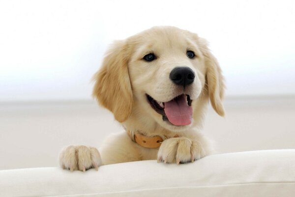 Chiot souriant en regardant le propriétaire