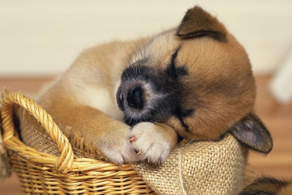 The puppy in the basket is sleeping and dreaming