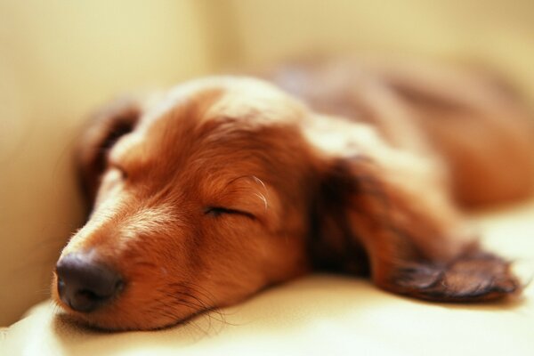 Il cane è stanco e dorme