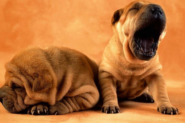 Dos cachorros soñolientos orage