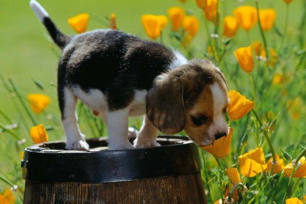 The puppy is sitting on a barrel and sniffing flowers