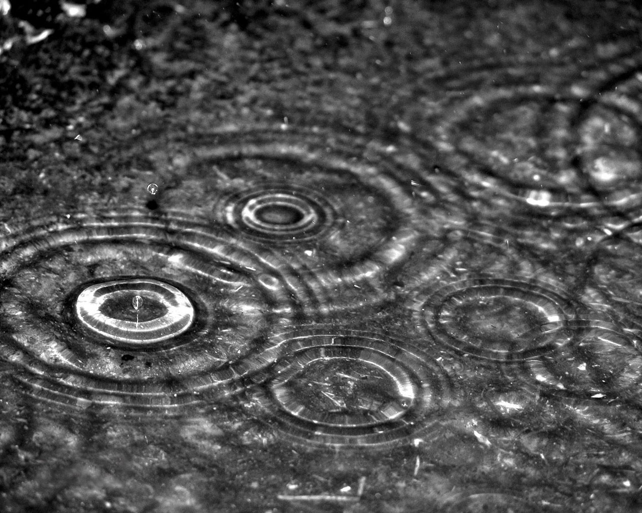 drops rain close up