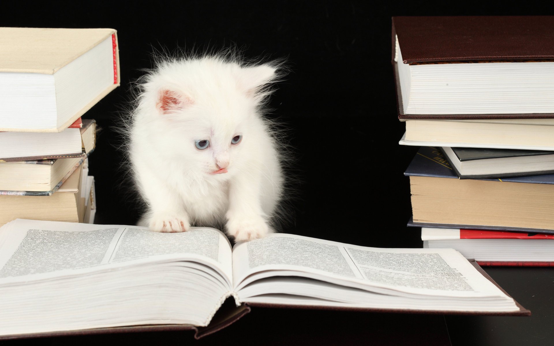 chaton livre blanc