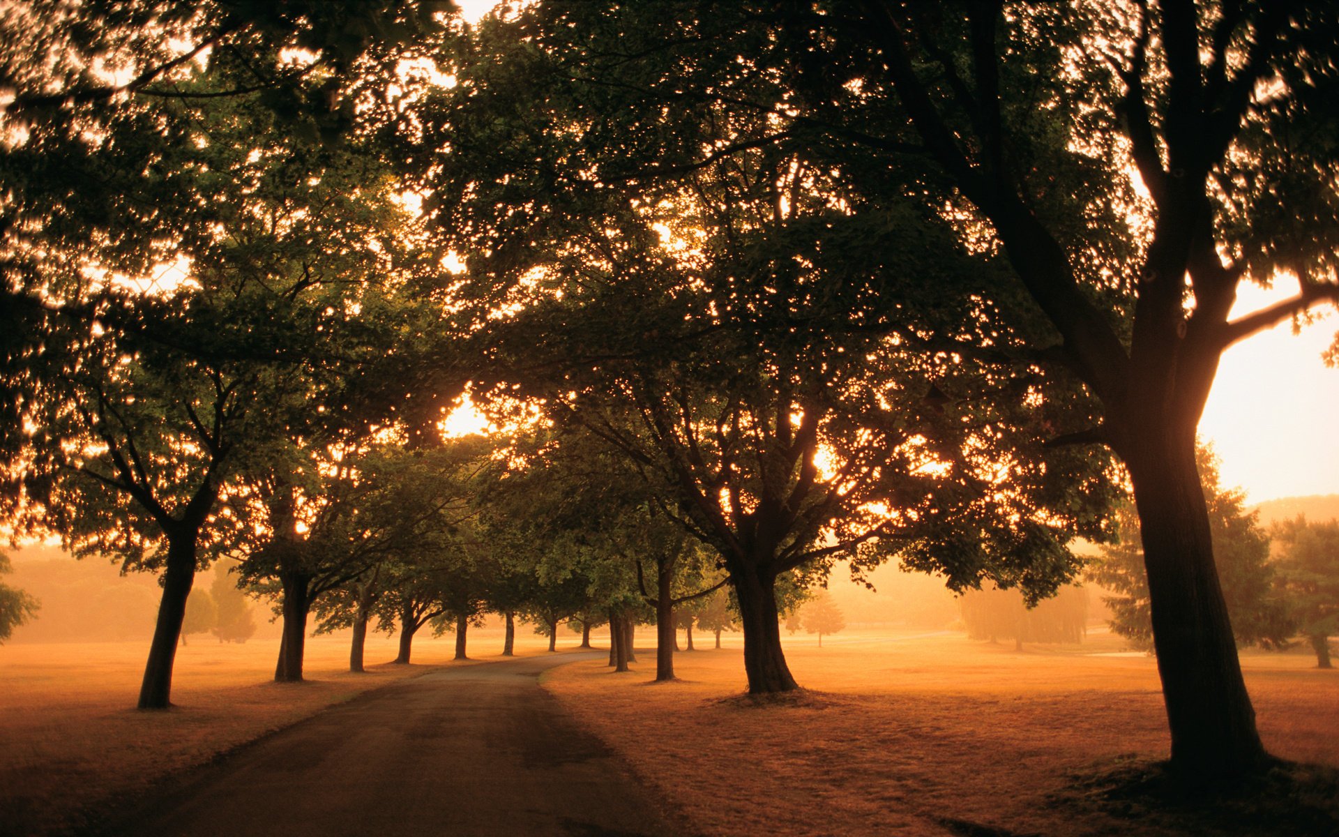 road the way trees light fog morning field foliage