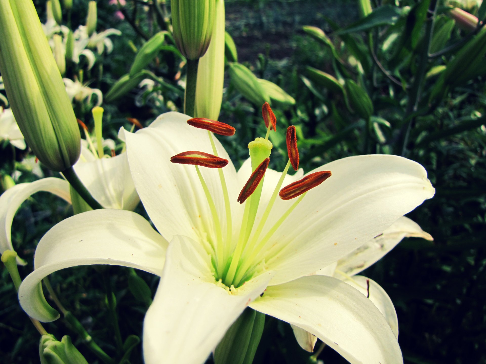 gros plan blanc lis fleur