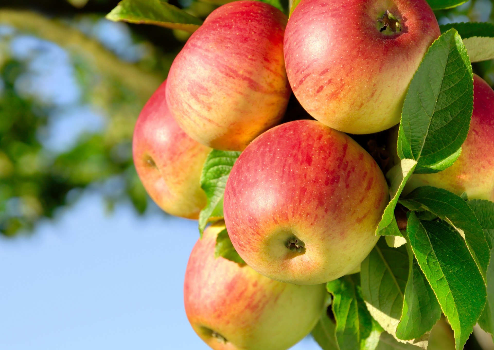 blatt äpfel zweig