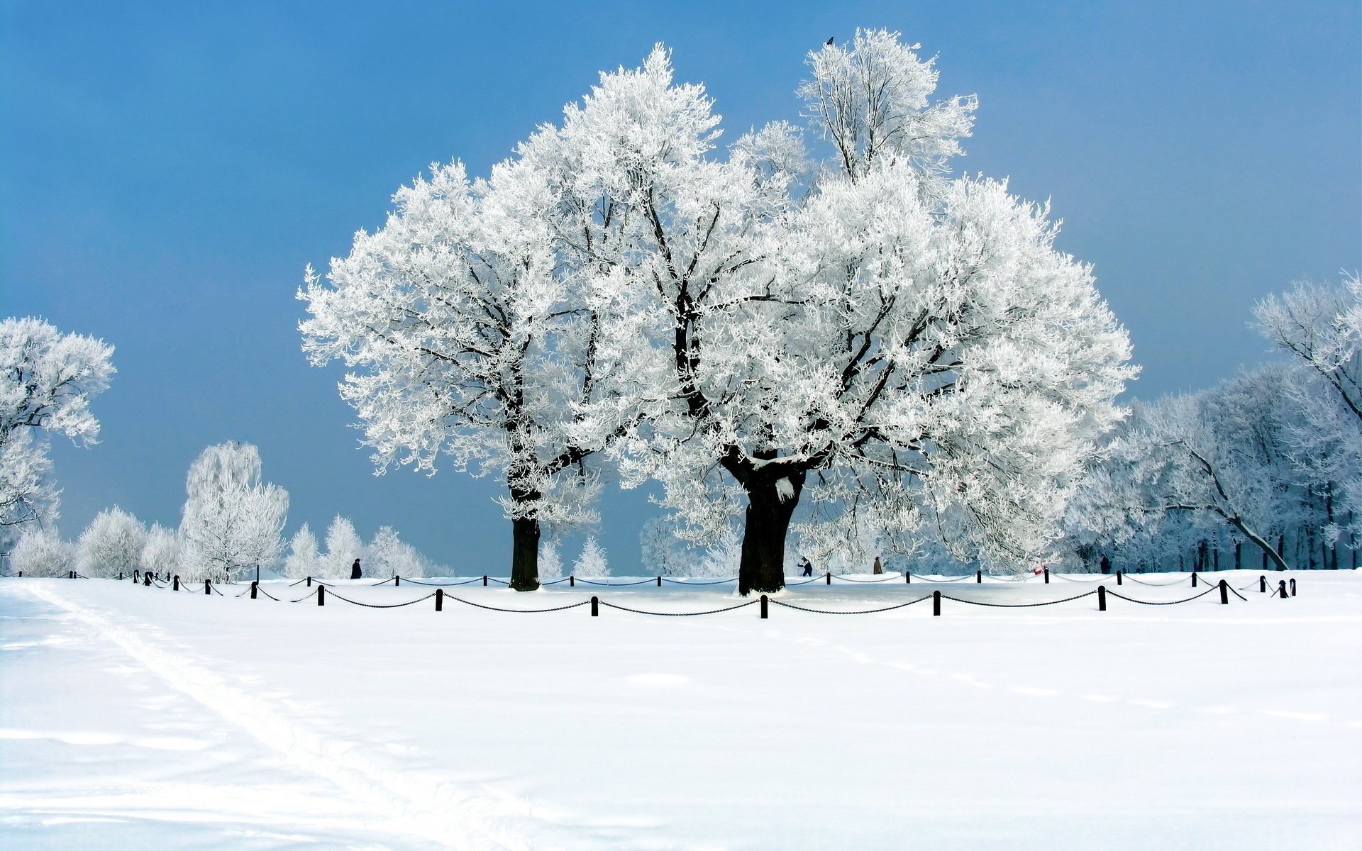 nature frost trees winter snow