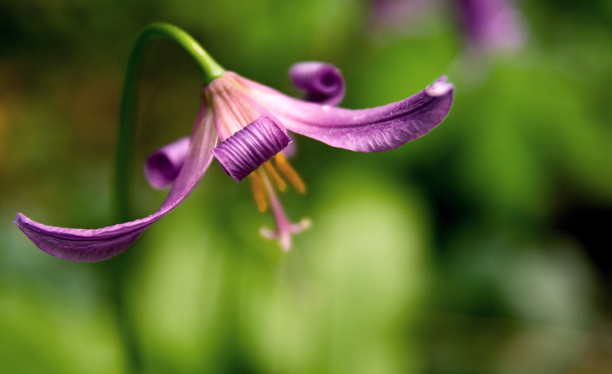 fiore sfocatura sfondo