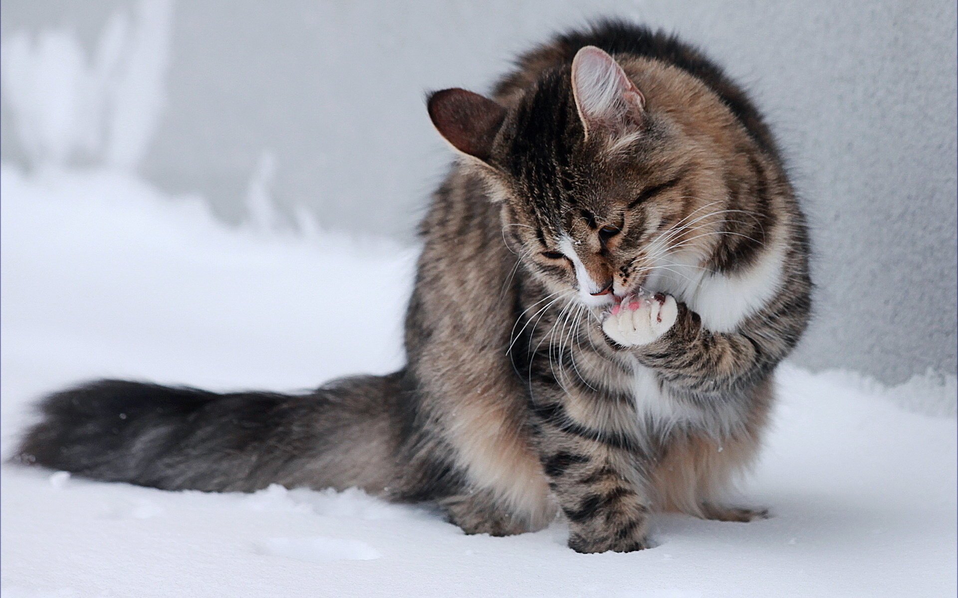 chat lécher assis pattes neige