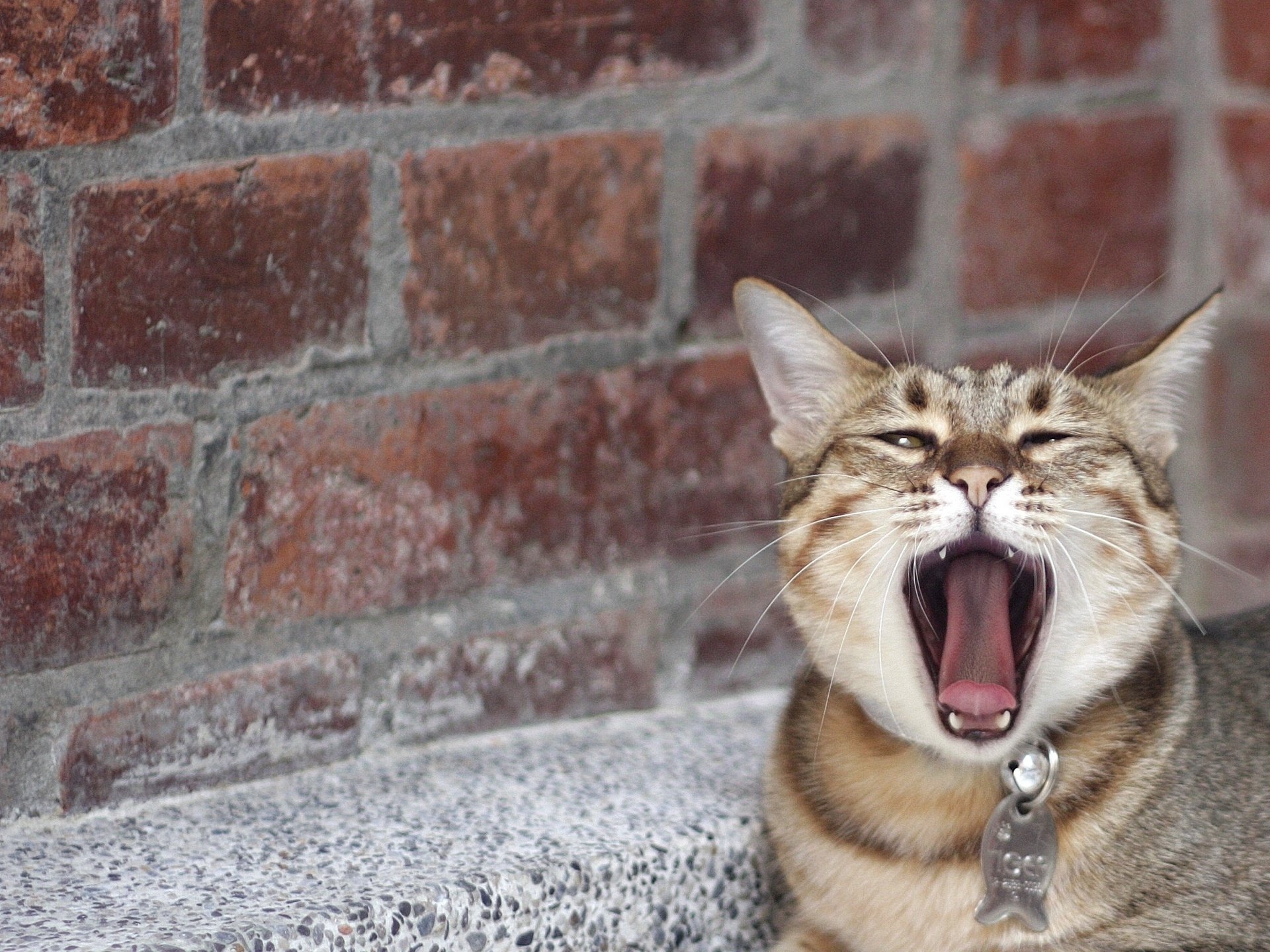 katze gähnt schnurrbart nase zunge ziegel katze schnauze wand