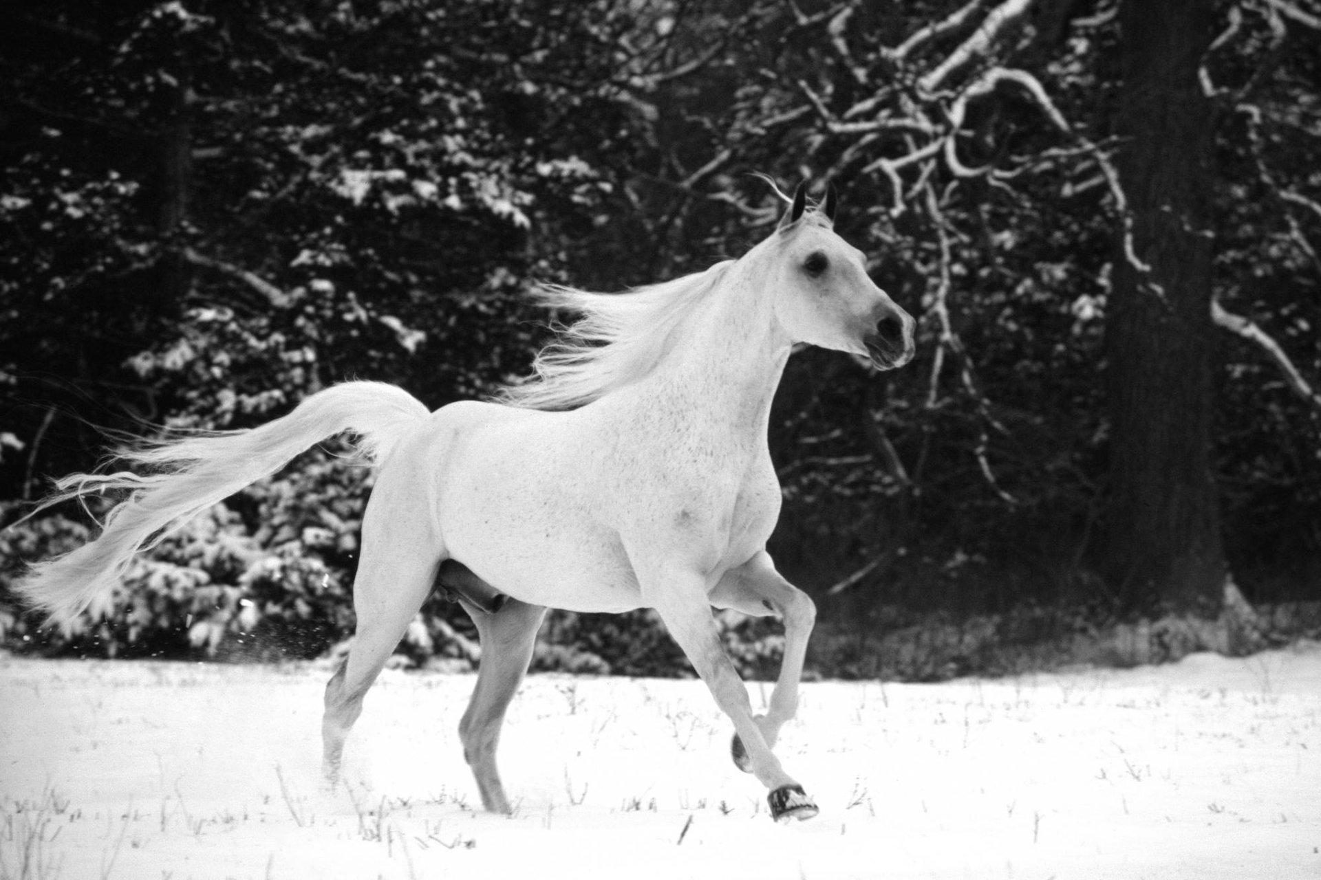 cheval cheval queue neige cheval cheval crinière gris clair