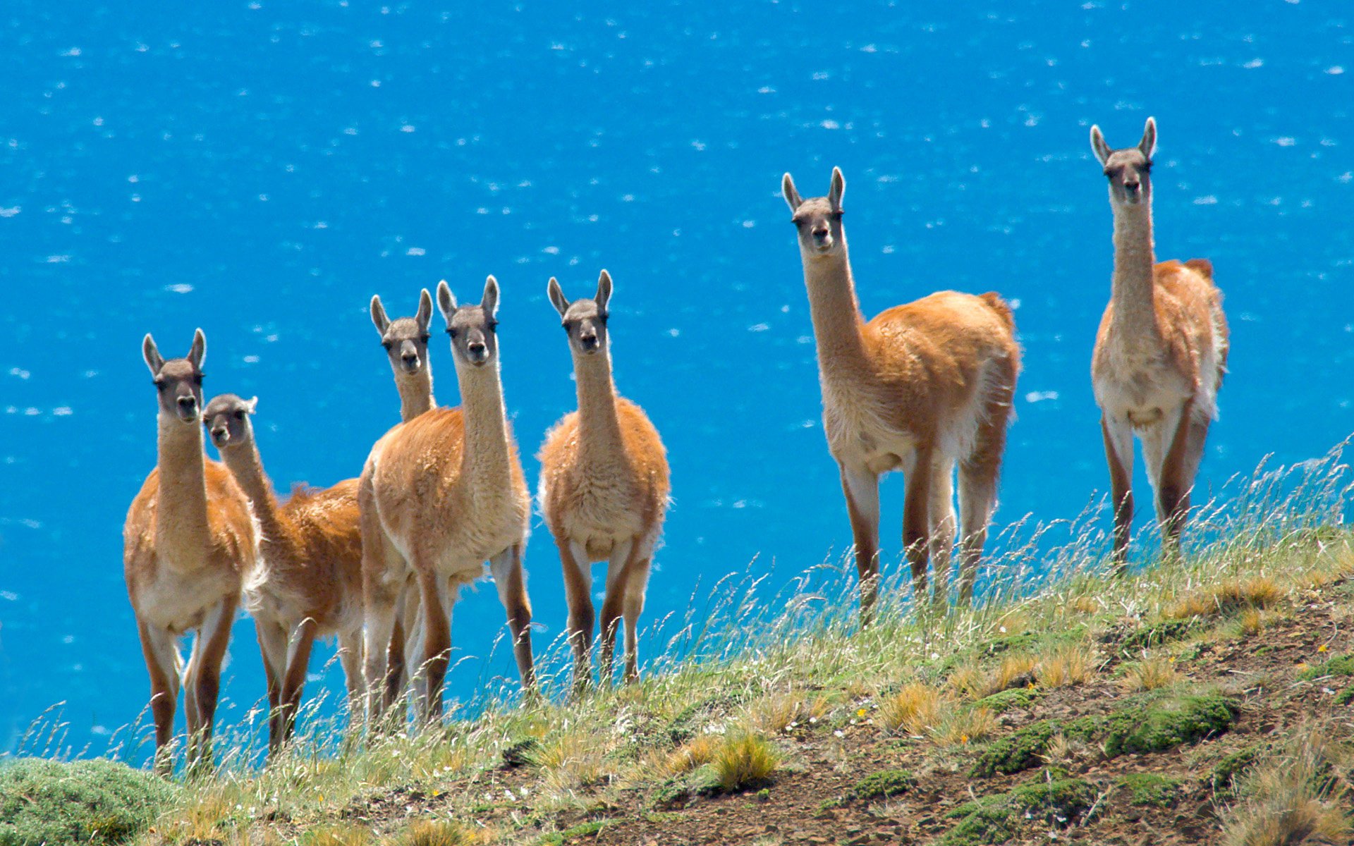 lama animals the herd