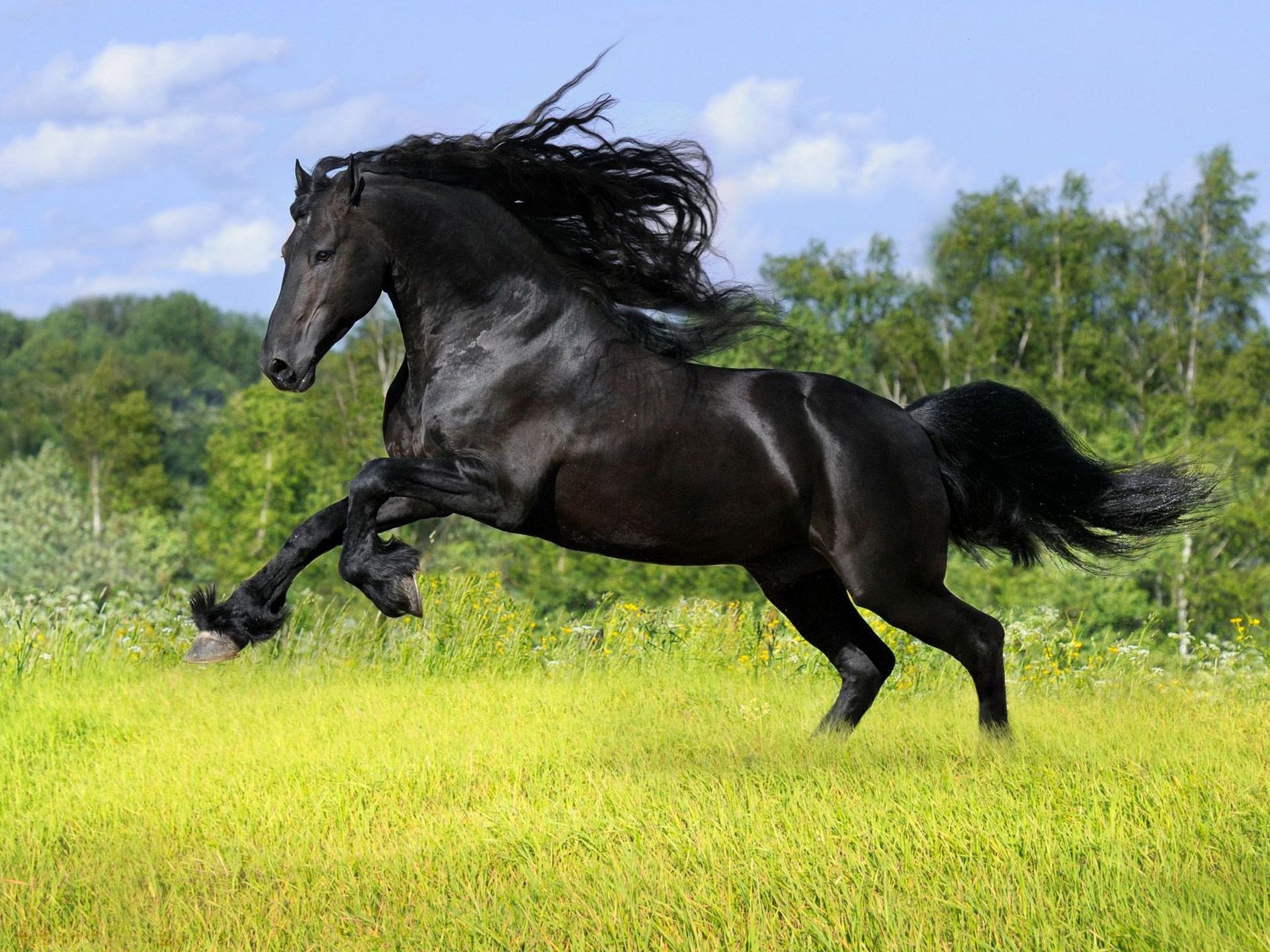 verano árboles caballo claro caballo hierba friso cuervo