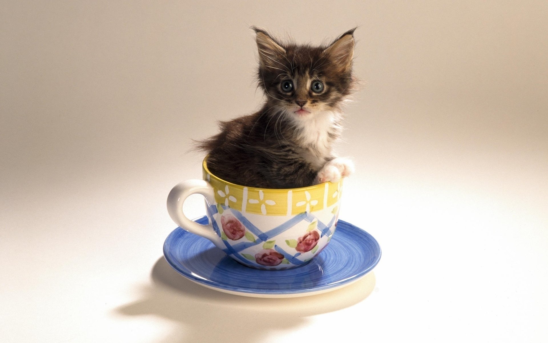 aucer cup kitty