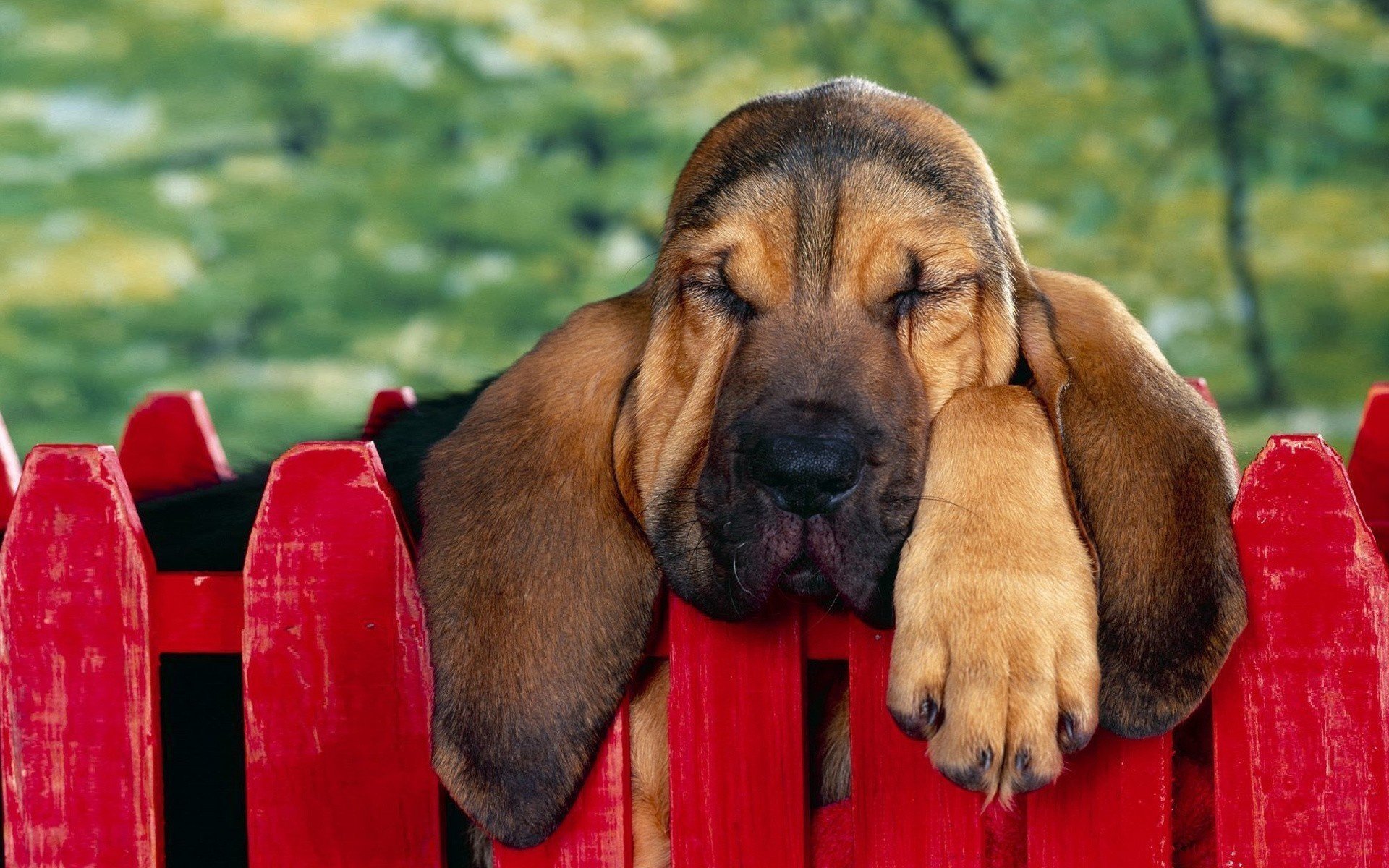 the bloodhound ears paw face the fence