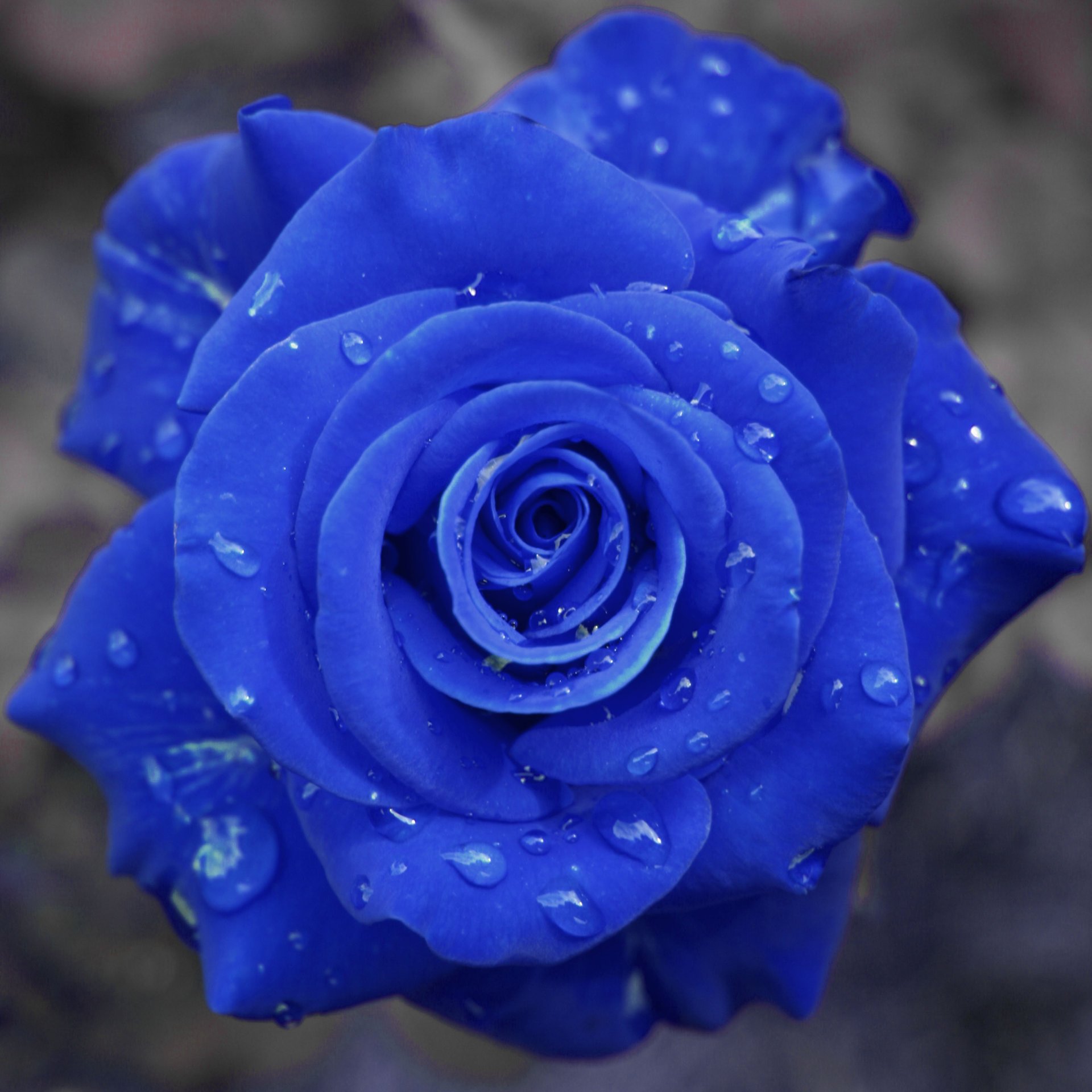 rosa goccioline blu