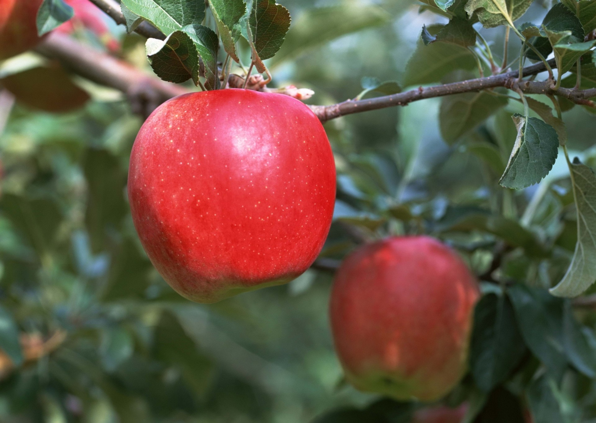 apfel obst zweig