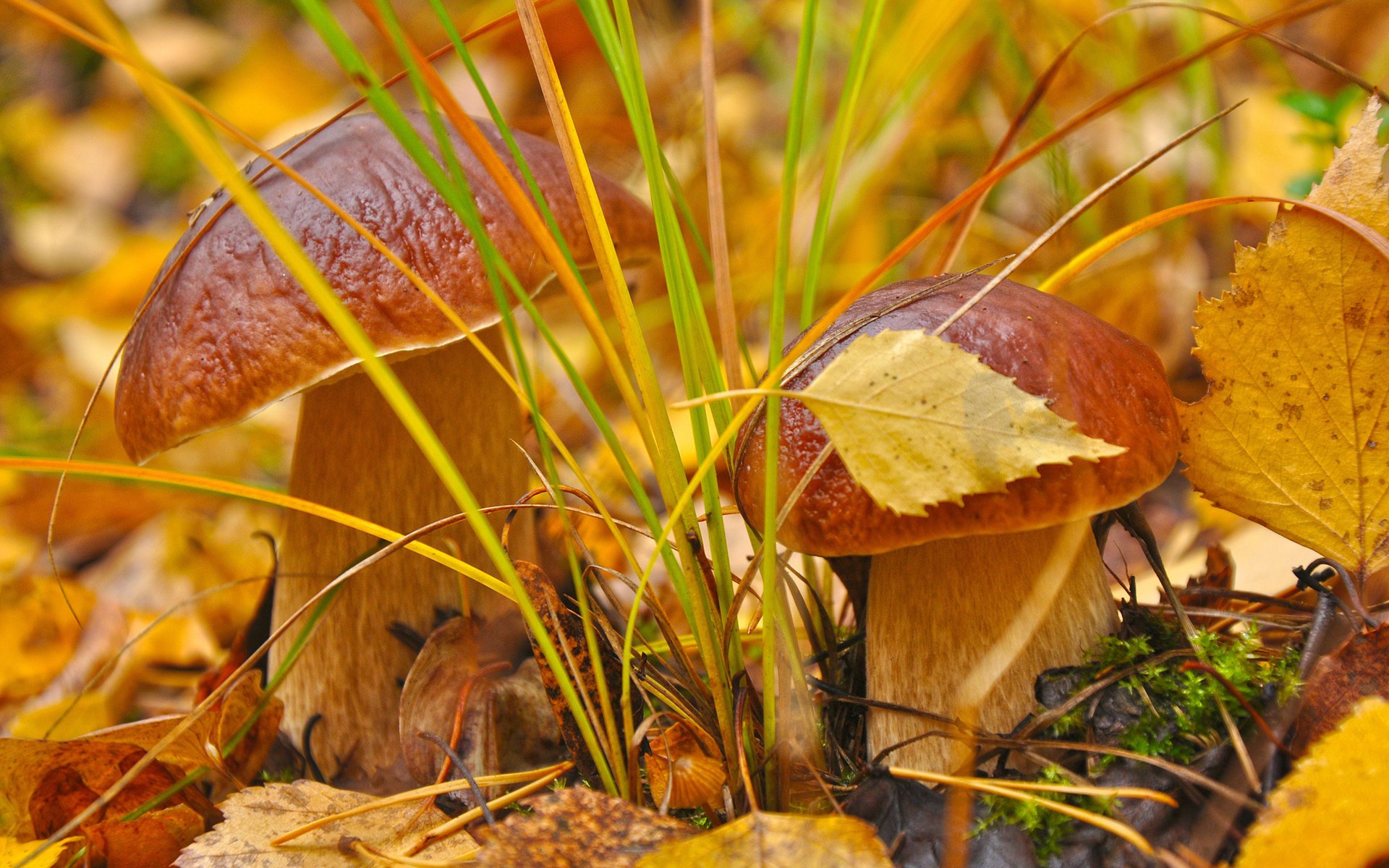 mushrooms grass autumn leaves macro