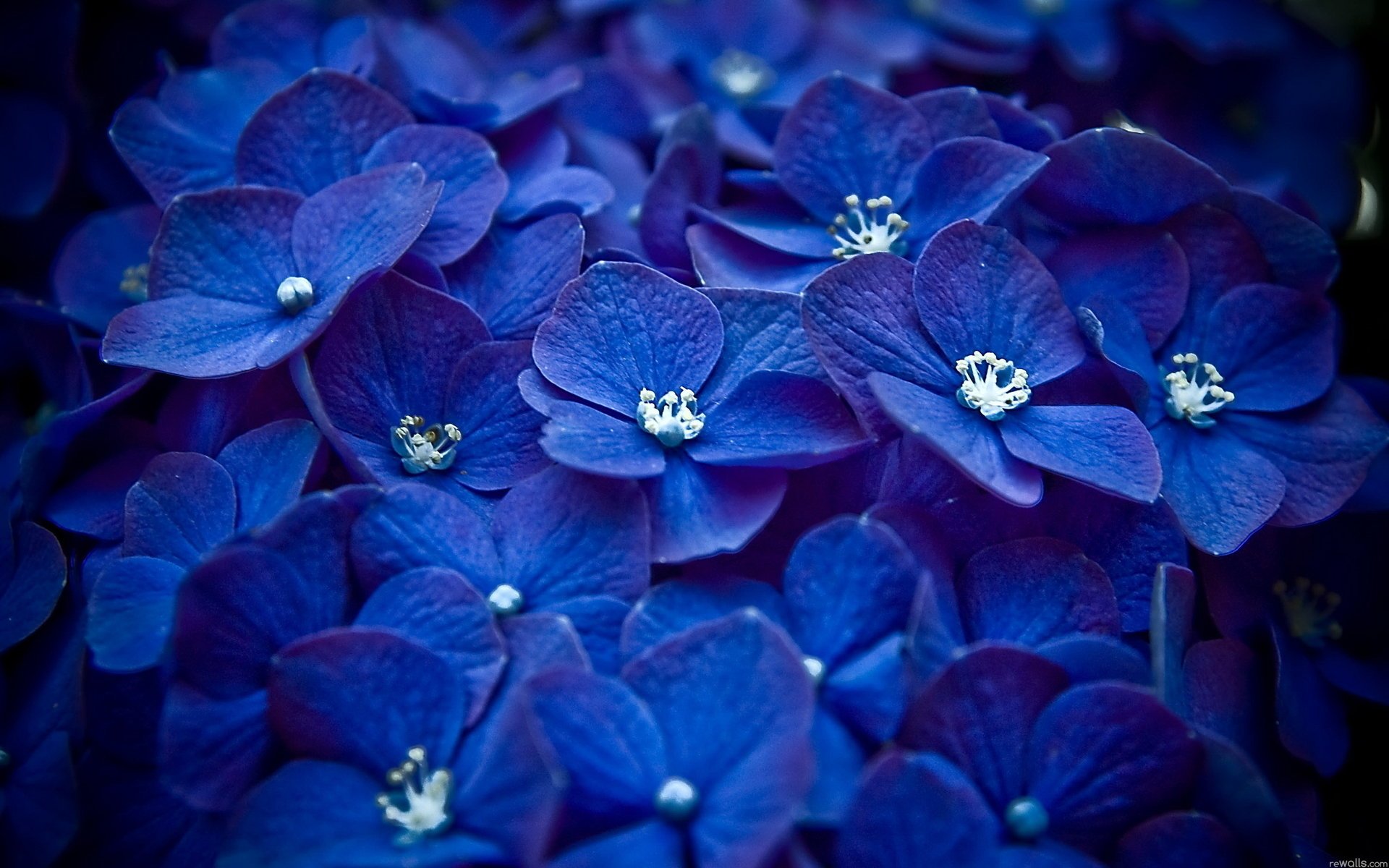 fleurs gros plan bleu pétales beaucoup