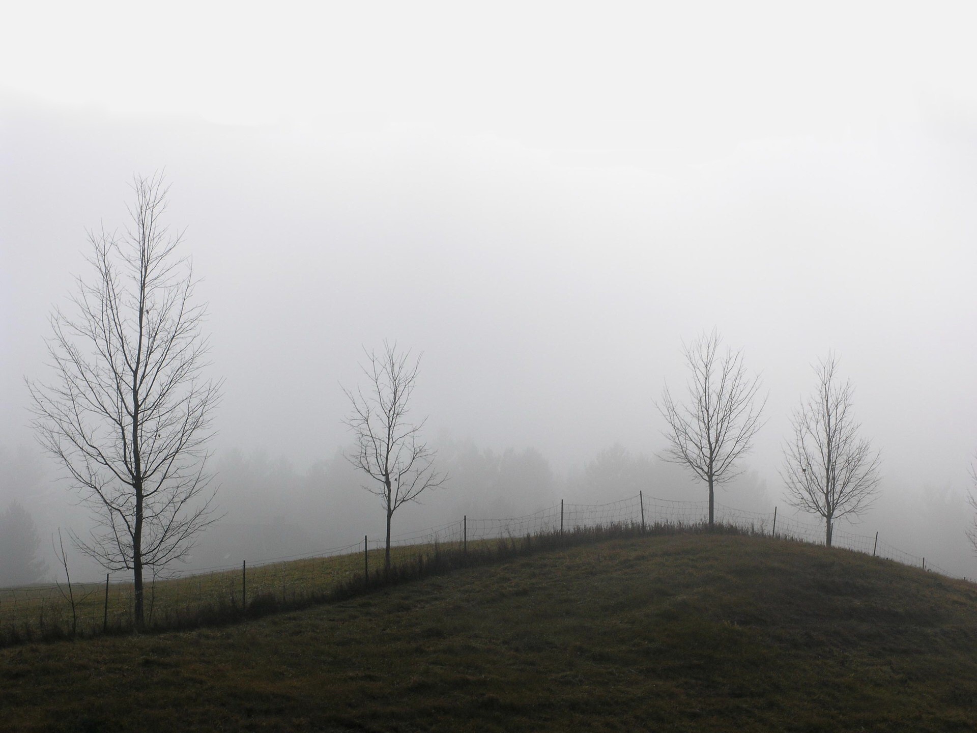 tree hill fog fence