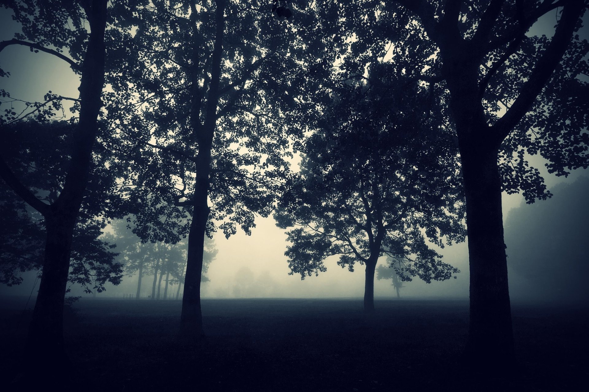 bäume dämmerung mystik dunkelheit nebel abend natur