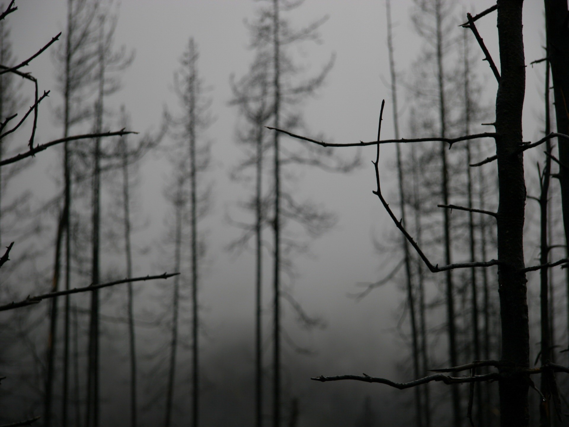 branches tree fog