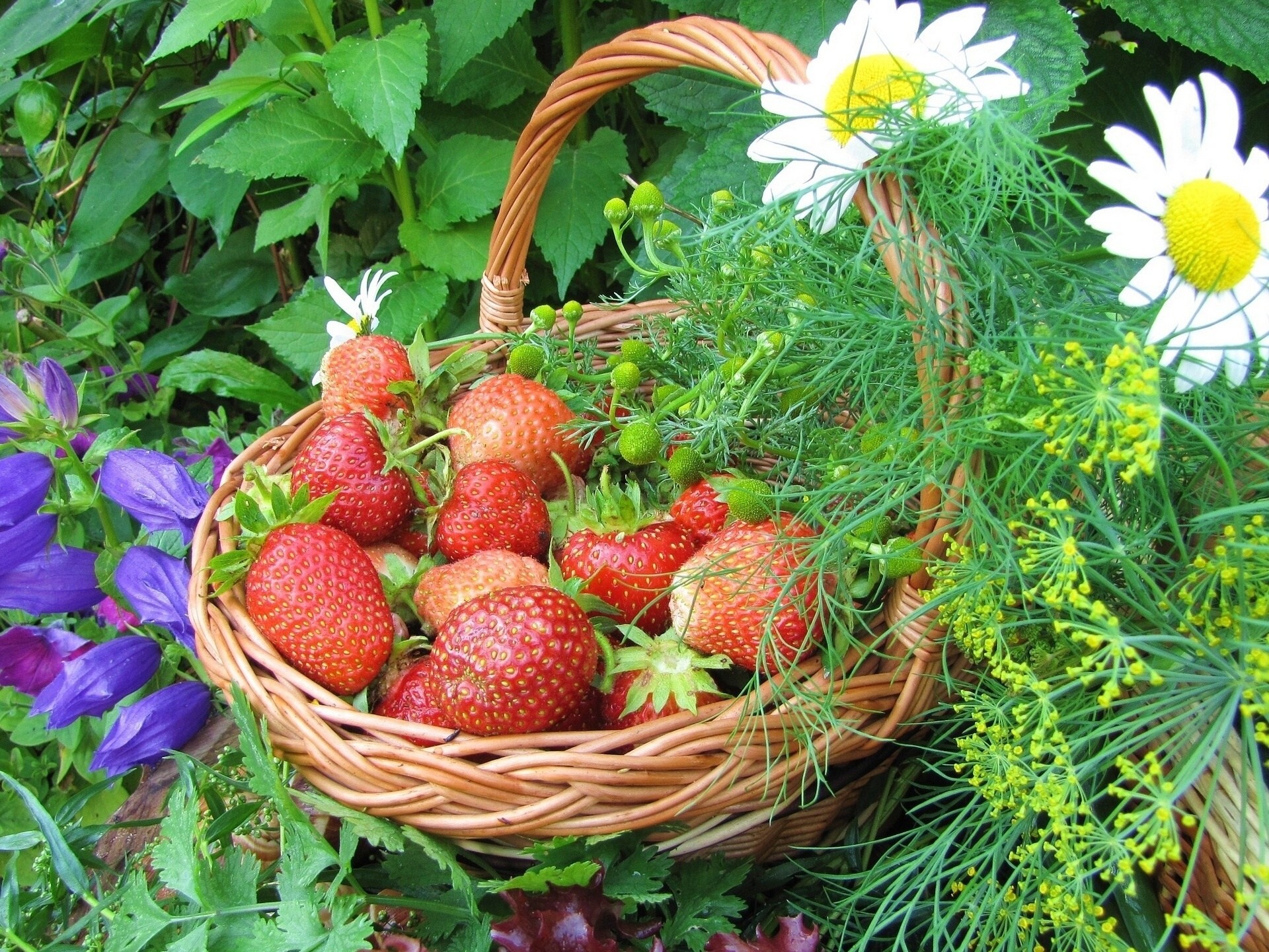 marguerites panier baies fraises fleurs