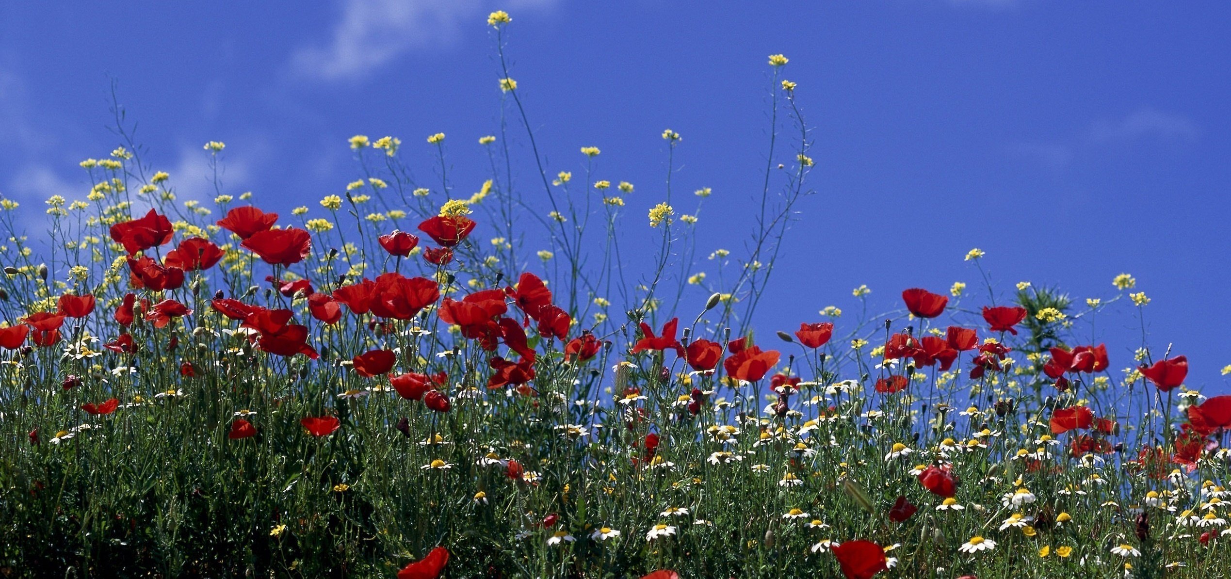 coquelicots fleurs champ soleil ciel marguerites