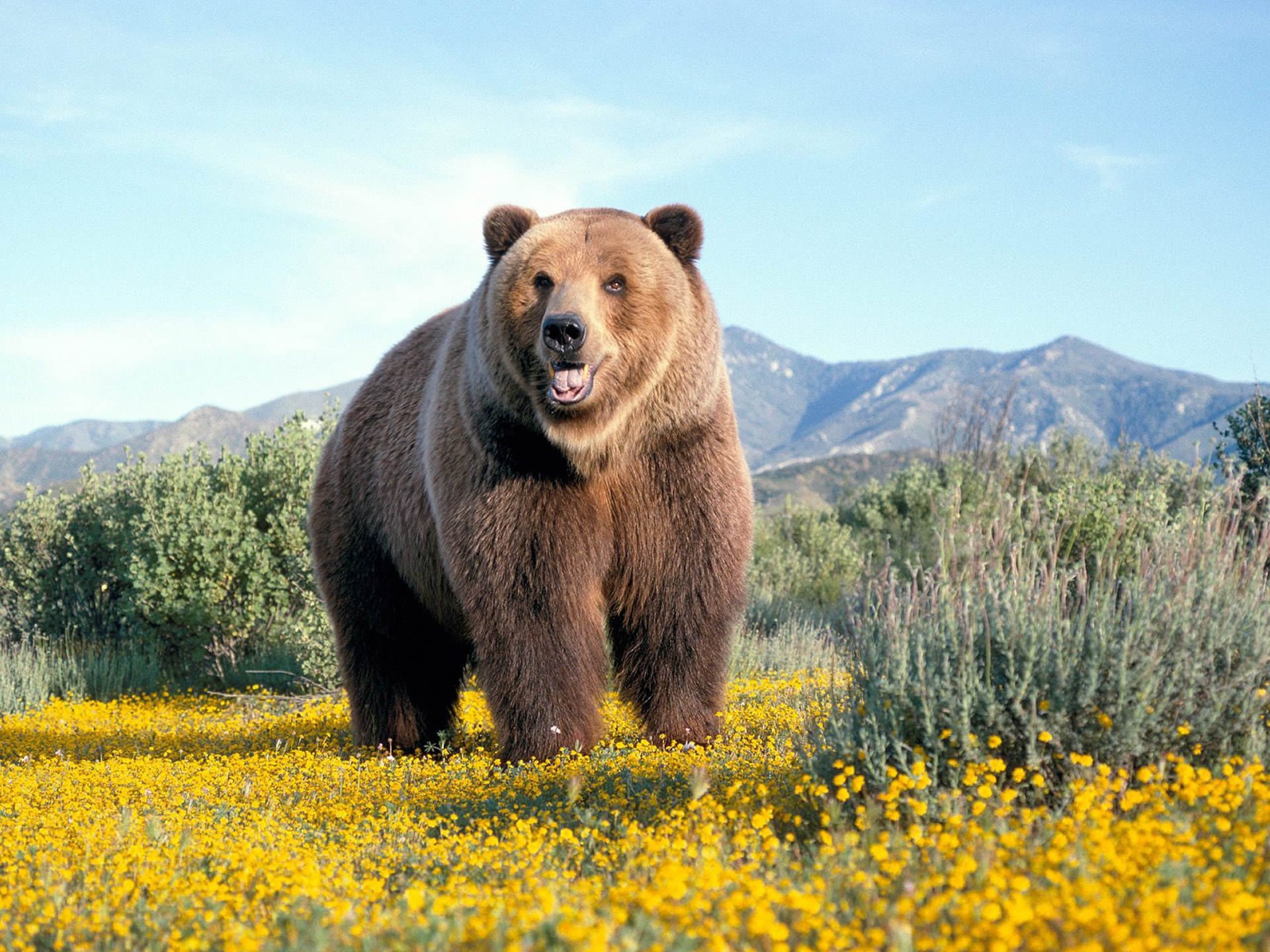 misha bear bear mountain field wallpaper daisies wallpaper