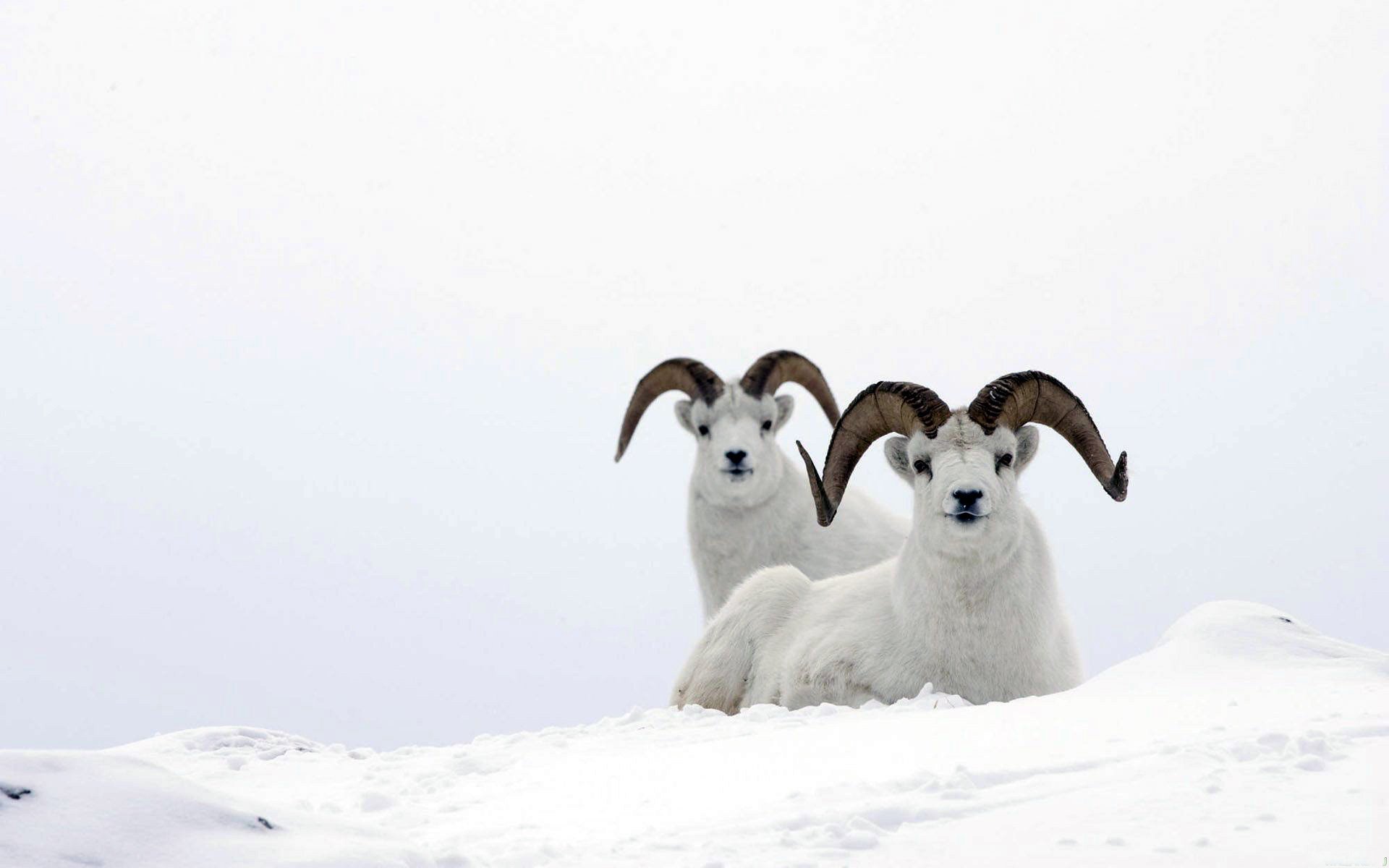 owca górska owca mountain ram biały śnieg